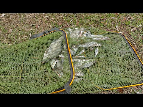 Видео: Октябрьский фидер на Бердянском водохранилище. Взгляд из под воды 20 10 2024