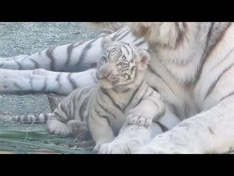 Видео: Очаровательный Сигуре обнимается с мамой 💖 Его любовь переполняет 😍