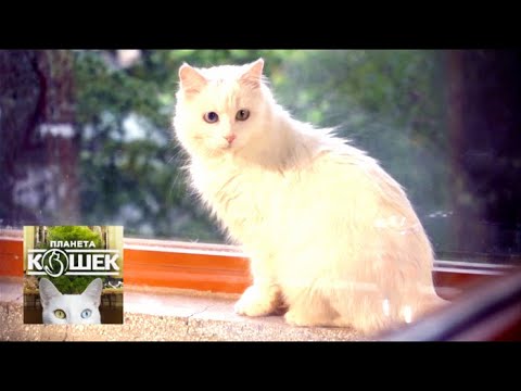 Видео: Турецкая ангора. Планета кошек