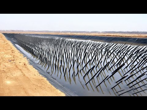 Видео: Почему США Никогда Не Убьют Триллионы Цикад