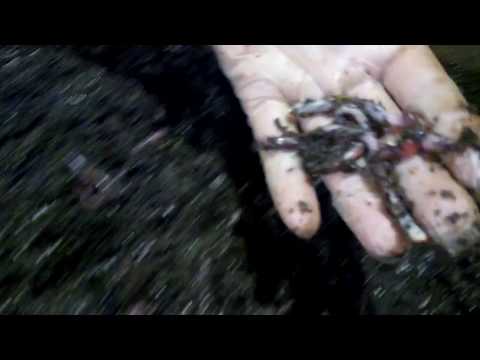Видео: Бизнес на червях. Дендробена. От кокона до маточника.