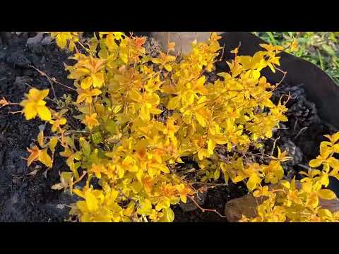 Видео: Обзор сада 5 мая 2024г. Погибла ива Хакуро Нишики