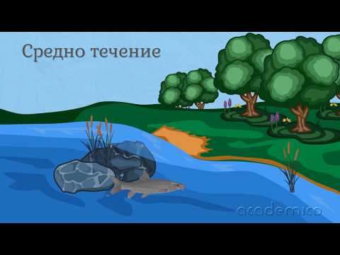 Видео: Животът в реките - Човекът и природата 4 клас | academico