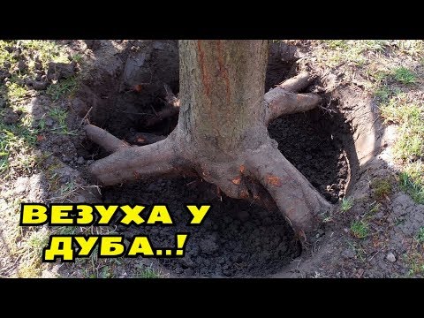 Видео: НЕОЖИДАННАЯ НАХОДКА ПОД КОРНЯМИ СТАРОГО ДУБА! СМОТРЕТЬ ВСЕМ! В Поисках Клада от Влада!