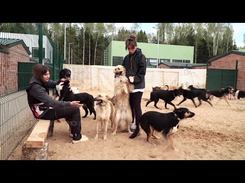 Видео: Волонтеры приюта для животных «Пушистый друг» Новой Москвы.