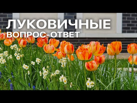 Видео: Луковичные в саду. Отвечаем на самые актуальные вопросы