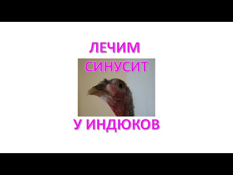 Видео: 100% СПОСОБ. ЛЕЧИМ СИНУСИТ У ИНДЮКОВ.