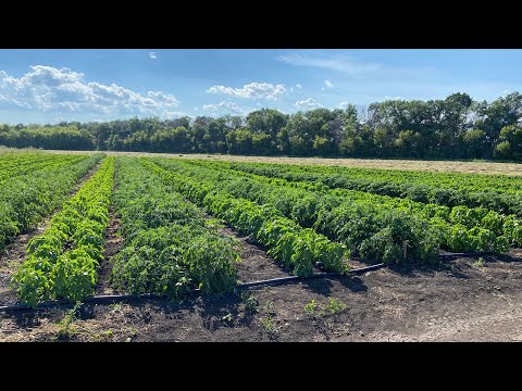 Видео: Обзор огорода. Подкормки перца и томата в июле.