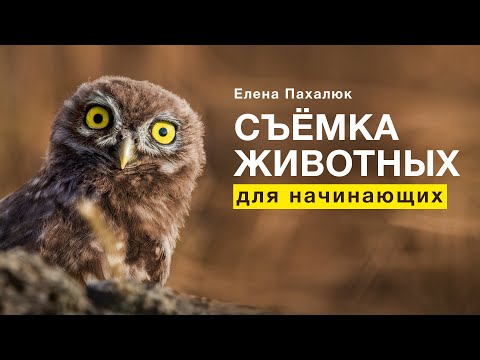 Видео: ФОТОСЪЁМКА диких животных. Как начать снимать диких зверей и птиц? Техника для фотоохоты