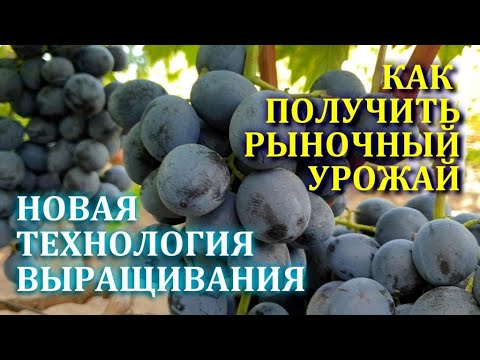 Видео: НОВАЯ ТЕХНОЛОГИЯ ВЫРАЩИВАНИЯ КРУПНОГРОЗДЬЕВЫХ СОРТОВ ВИНОГРАДА