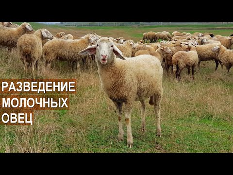 Видео: Разведение молочных овец. Фермерское хозяйства Павла Присакарь. Республика Молдова