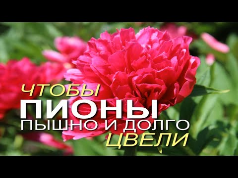 Видео: Подкормка ПИОНОВ во время БУТОНИЗАЦИИ! Советы от ЗЕЛЕНОГО ОГОРОДА!