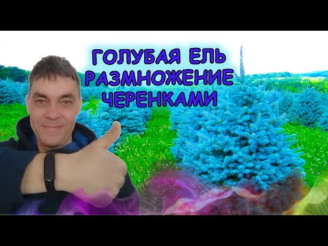 Видео: Девять советов как укоренить ГОЛУБУЮ ЕЛЬ. Голубая ель размножение черенками. Выращивание голубой ели