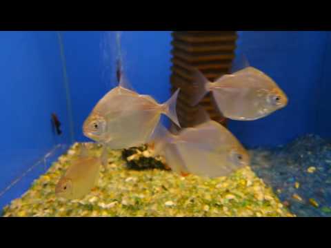 Видео: Аквариумная рыбка - Серебристый метиннис (серебряный доллар)