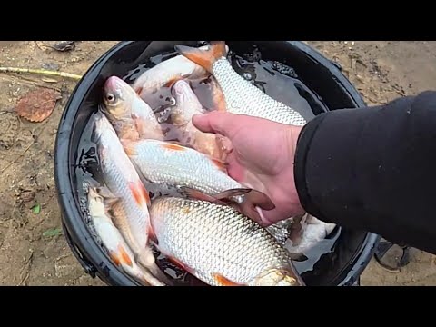 Видео: 🎣ДНІПРО🐬 ФІДЕР🐬 ПЛІТКА🐬 ЛОВИМО РАЗОМ 2025🇺🇦