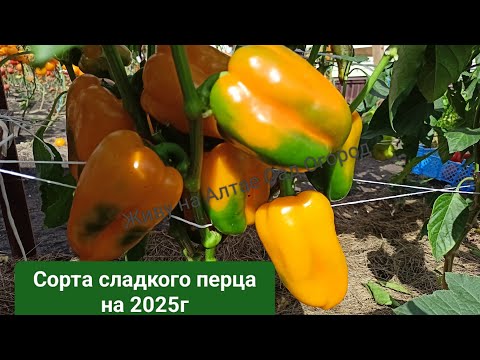 Видео: Сорта сладкого перца из каталога на 2025 год