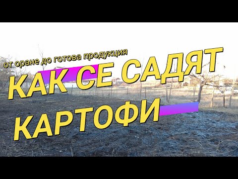 Видео: Как и кога се садят картофи.Екологично отглеждане без никакви торове и никакви грижи.Хоби земеделие.