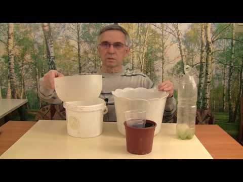 Видео: Как сажать желуди не надо.