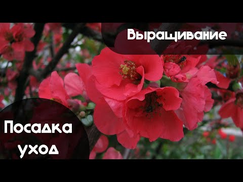 Видео: Как Выращивать АЙВУ Японскую, а также ВСЁ о Посадке и Уходе