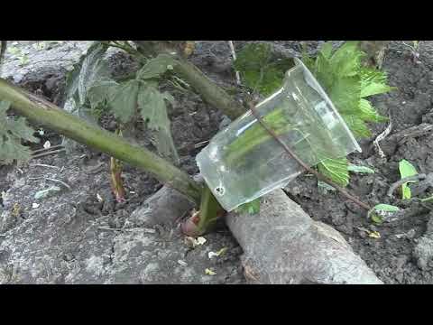 Видео: О ПОЛЕЗНЫХ МЕЛОЧАХ ФОРМИРОВКИ ЕЖЕВИКИ  Готовим к зимовке летом