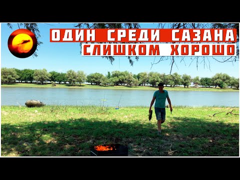 Видео: ОДИН СРЕДИ САЗАНА / СЛИШКОМ ХОРОШО НА РЫБАЛКЕ