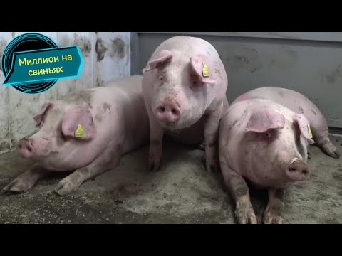 Видео: ‼️Привезли новое поголовье‼️свиньи как бизнес‼️