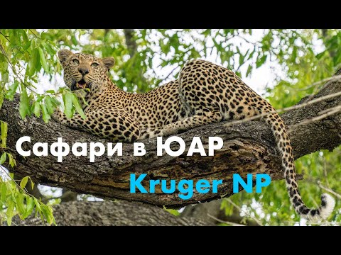 Видео: Cафари в ЮАР, Kruger National Park