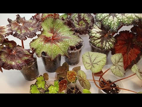 Видео: Предложение деток бегоний, град.