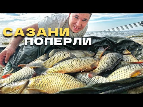 Видео: Роздача САЗАНА на ДИКАРІ! ТУТ ЗАБИВСЯ ВЕСЬ САЗАН! Рибалка на Дніпрі.