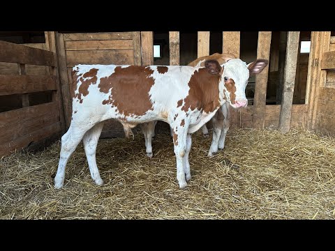 Видео: Як годувати телят в післямолочний період