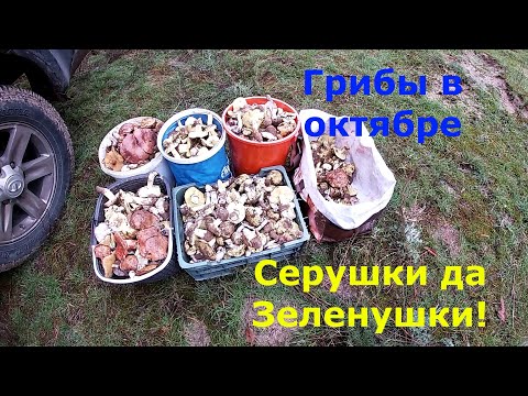 Видео: Рядовка серая  и зелёная! Грибы в октябре2023!