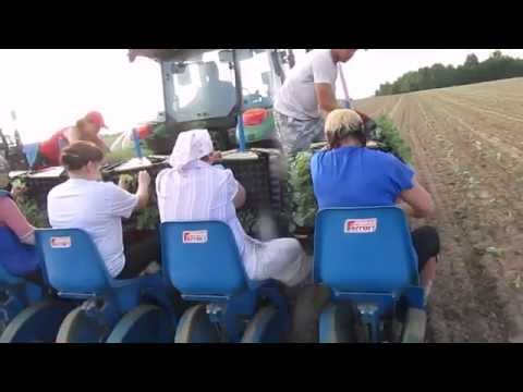 Видео: Посев и посадка капусты в фермерском хозяйстве Фортуна  2014г