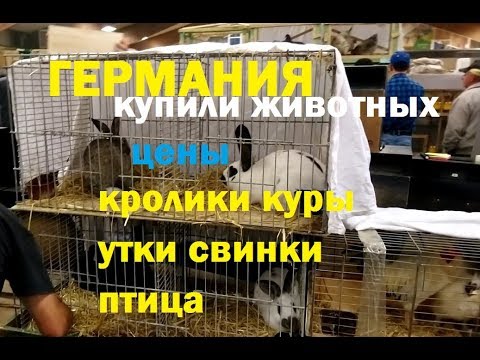 Видео: Германия: Покупаем разных животных. Цены: кролики, куры, свинки, гуси, хорьки.