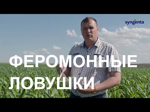 Видео: Устанавливаем феромонные ловушки на подсолнечнике и кукурузе. Как осуществлять мониторинг вредителей