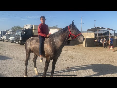 Видео: Туркестан Мал базар 02.07.2023 Жылқы Айғыр Бие Тай Байтал Құнан