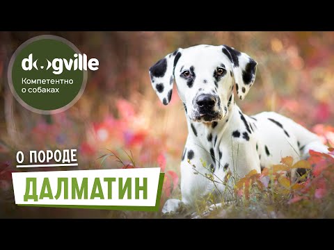 Видео: Далматин – О породе – Как выбрать щенка Далматина?