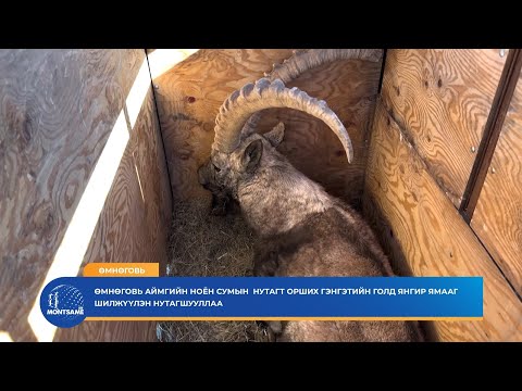 Видео: Өмнөговь аймгийн Ноён сумын  нутагт орших Гэнгэтийн голд янгир ямааг шилжүүлэн нутагшууллаа