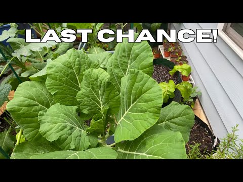 Видео: 10 овощей, которые стоит вырастить в ноябре (пока не поздно что-либо собирать!) 🥕