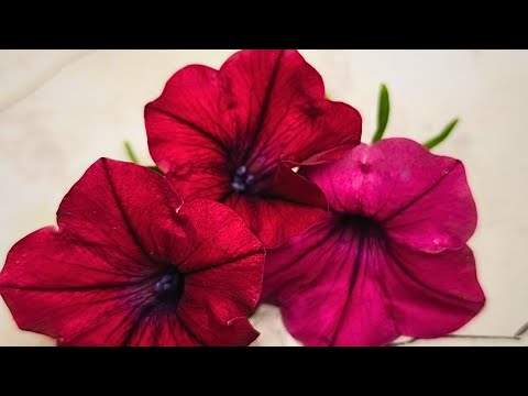 Видео: @Збережем петунію до весни.