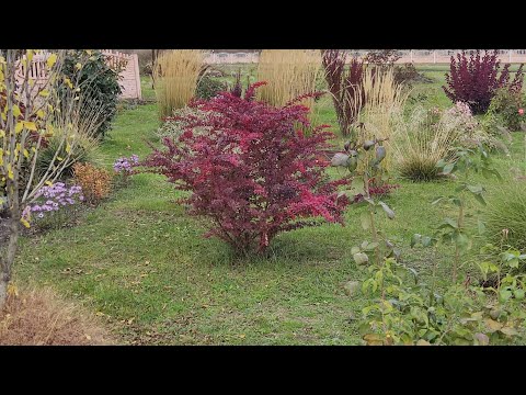 Видео: Барбариси, продовження огляду сортів та трішки про догляд і обробки 