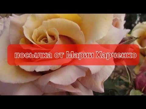 Видео: посылк от Марии Харченко. 25.03.2022г