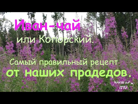Видео: Иван чай,заготовка и ферментация. Лучший способ от наших  прадедов.