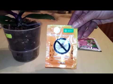 Видео: Панцирные клещи-мелкие черные точки на орхидеях. Что делать?