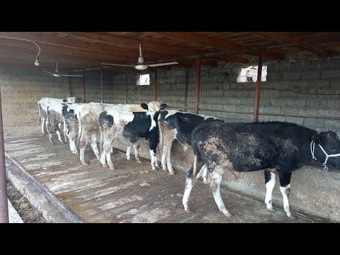 Видео: Бука бордакылау#малбордақылау#откорм 