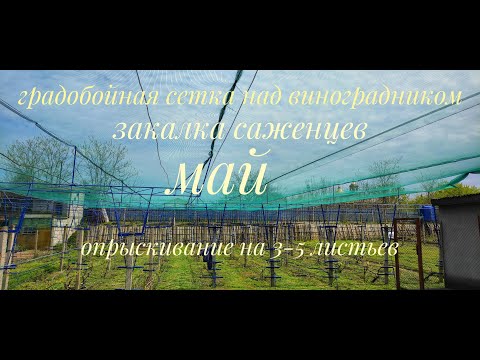 Видео: Задернение , градозащитная сетка, опрыскивание 3-5листье, закалка саженцев и многое другое!