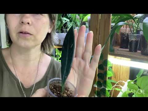 Видео: 😁🌺мои излишки цветов 🌺распродажа сентябрь 🌹