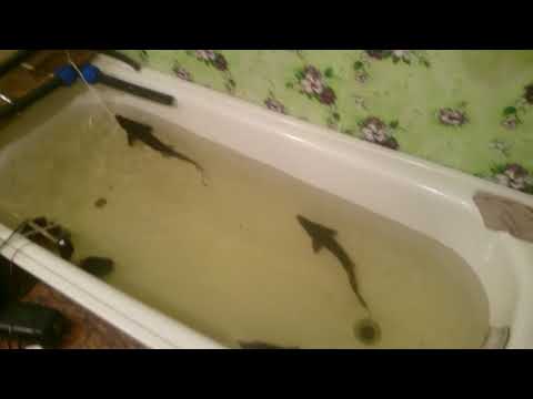 Видео: Осетр в аквариуме (спустя 4 месяца 20 январь 2018)