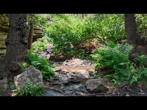 Видео: Озеро Жасыбай, Баян-Аул, Жалын, ущелье папоротников, июль 2023 года