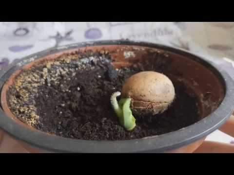 Видео: КАК ЛЕГКО ПРОРАСТИТЬ СЕМЕЧКО ЦИКАСА и получить росток.