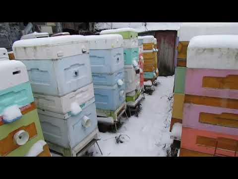 Видео: 8.12.2024 - гибель и ослабления пчел в декабре, как я постарался решить эту проблему , часть 2 - 3